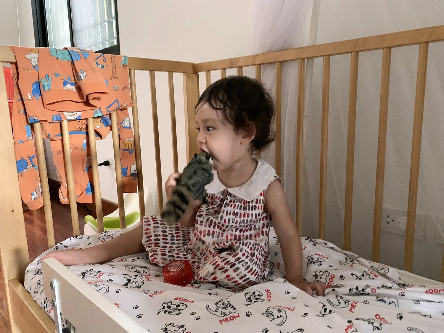 Nibbling on Arlo's racoon. Shh, don't tell him!