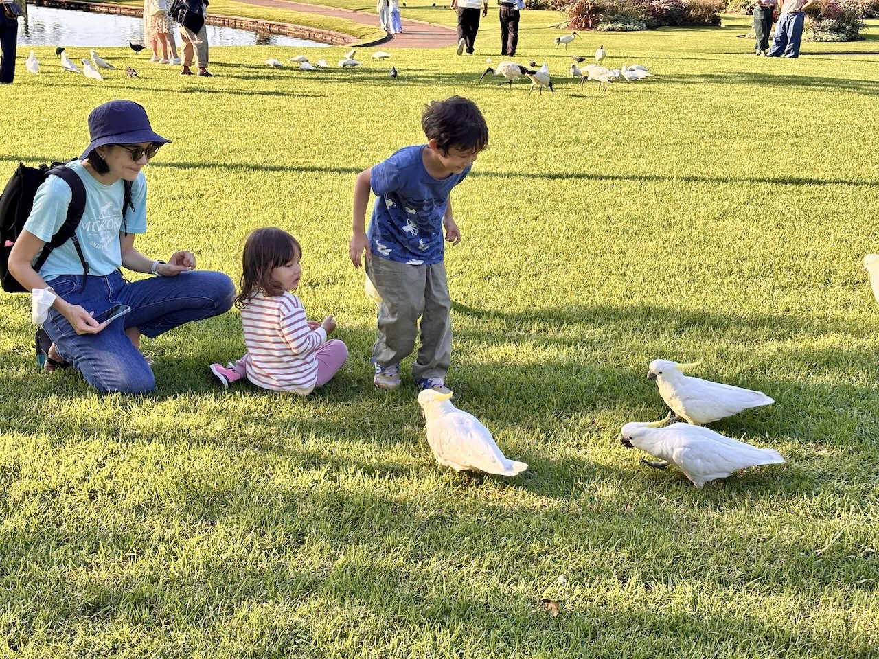 Who needs a zoo when these funny birds are right here in the parks?