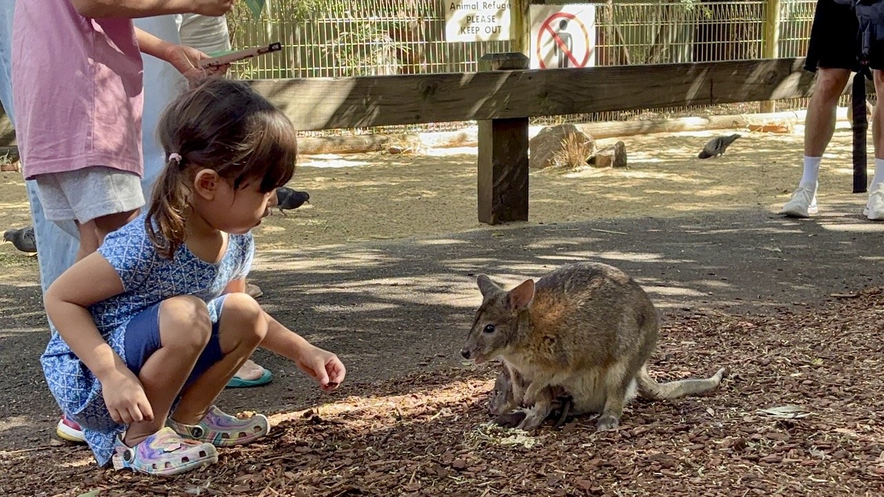You can get up close with the Wallabies and Kangaroos (if they're up for it).