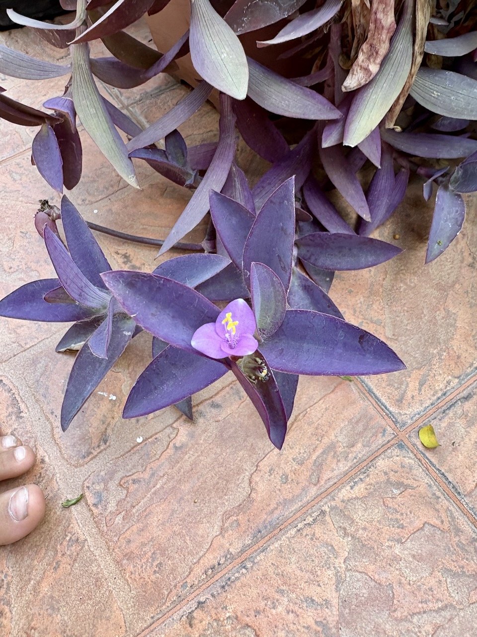 A tiny bloom on an already nicely purple plant.