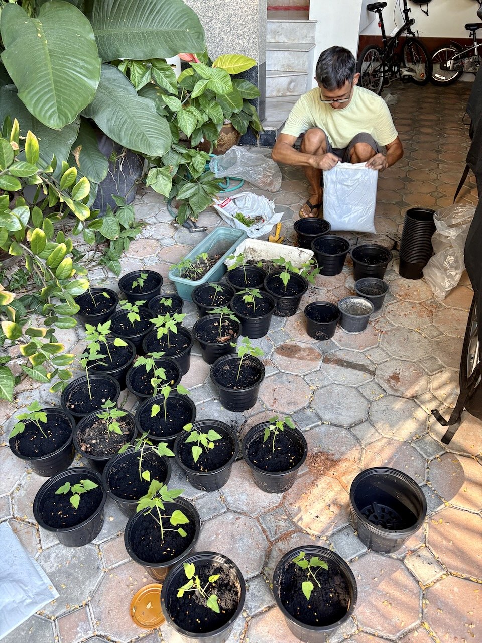 Operation papaya continues!