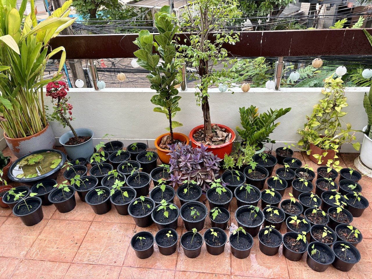 Most of the big-ish guys have been repotted into their own pots now.