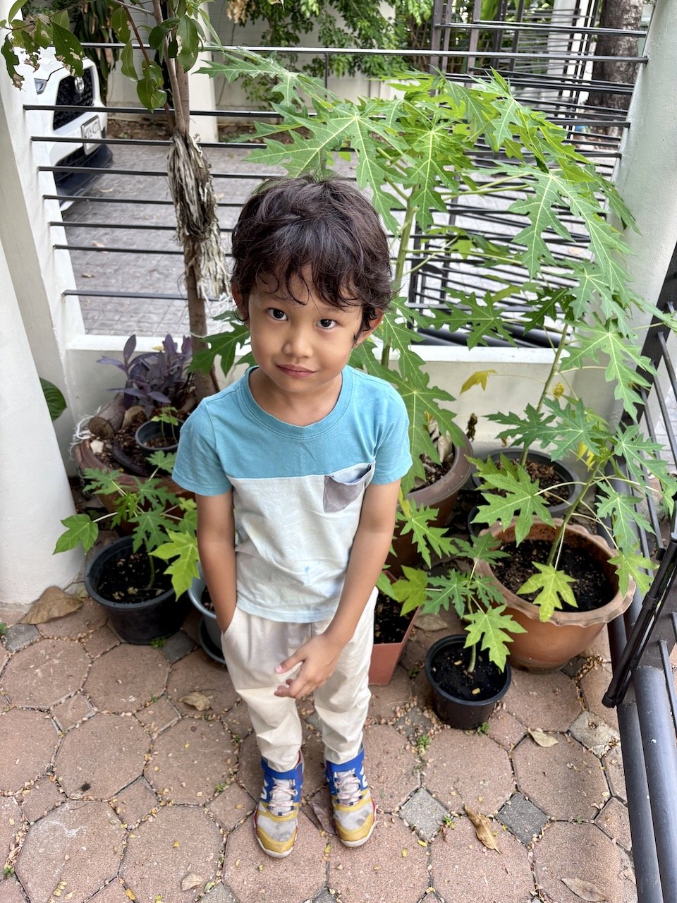 Another papaya height check.