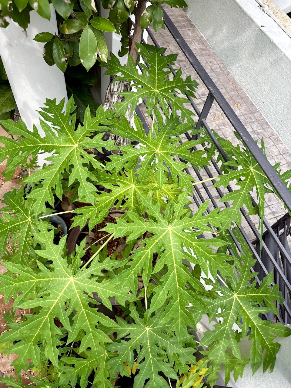 Papayas from above!