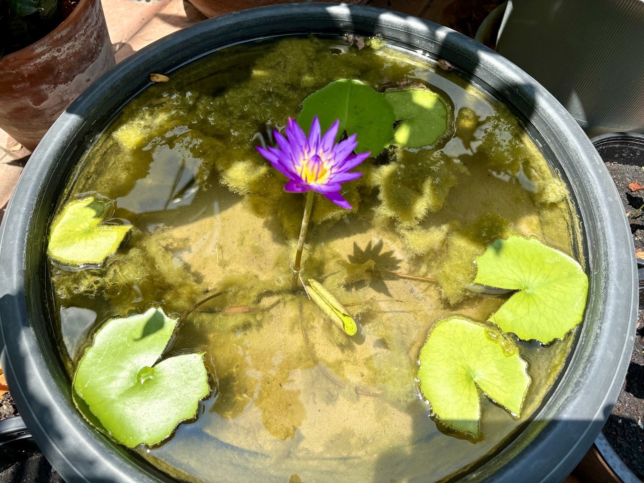 The lotus is somehow still alive... and blooming!