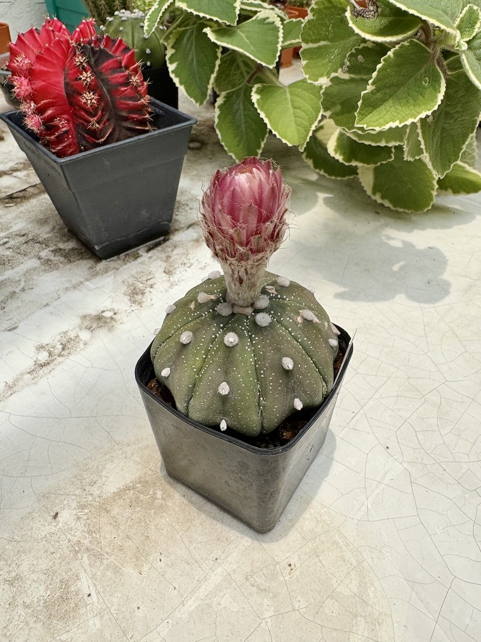 Meanwhile, the pink cactus flower is about to bloom.