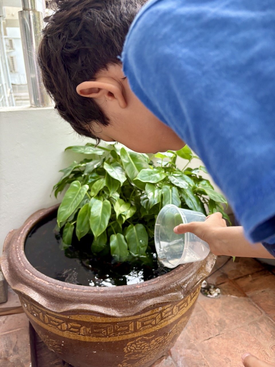 In a freak incident, we found one fish swimming by itself in this plastic container! So, Arlo's pouring it back in with its friends.