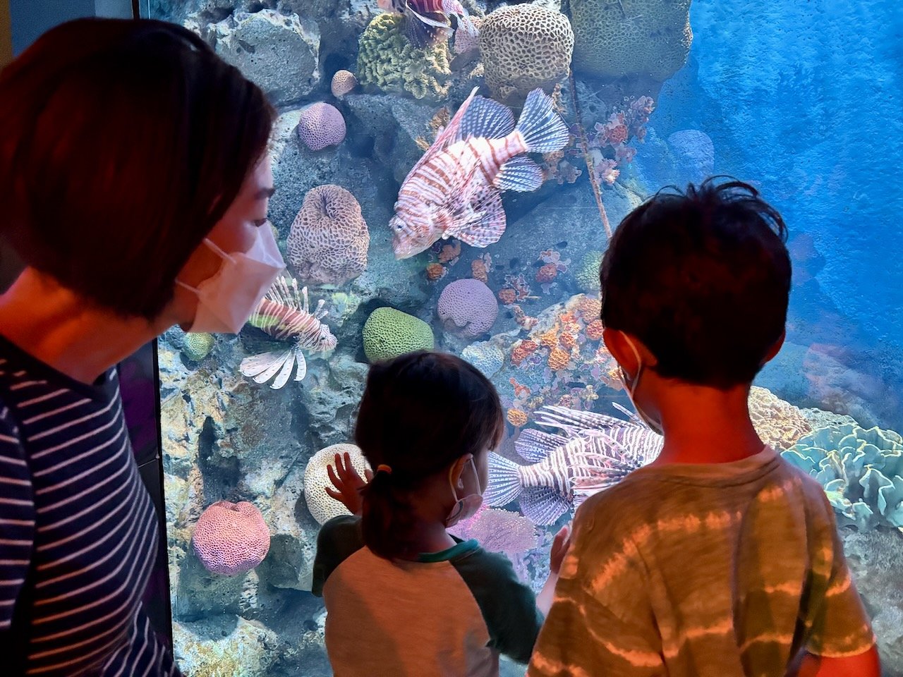 Arlo's super into deep-sea right now, and so he definitely enjoyed the whole thing (even though it only featured sunlit zone fish).