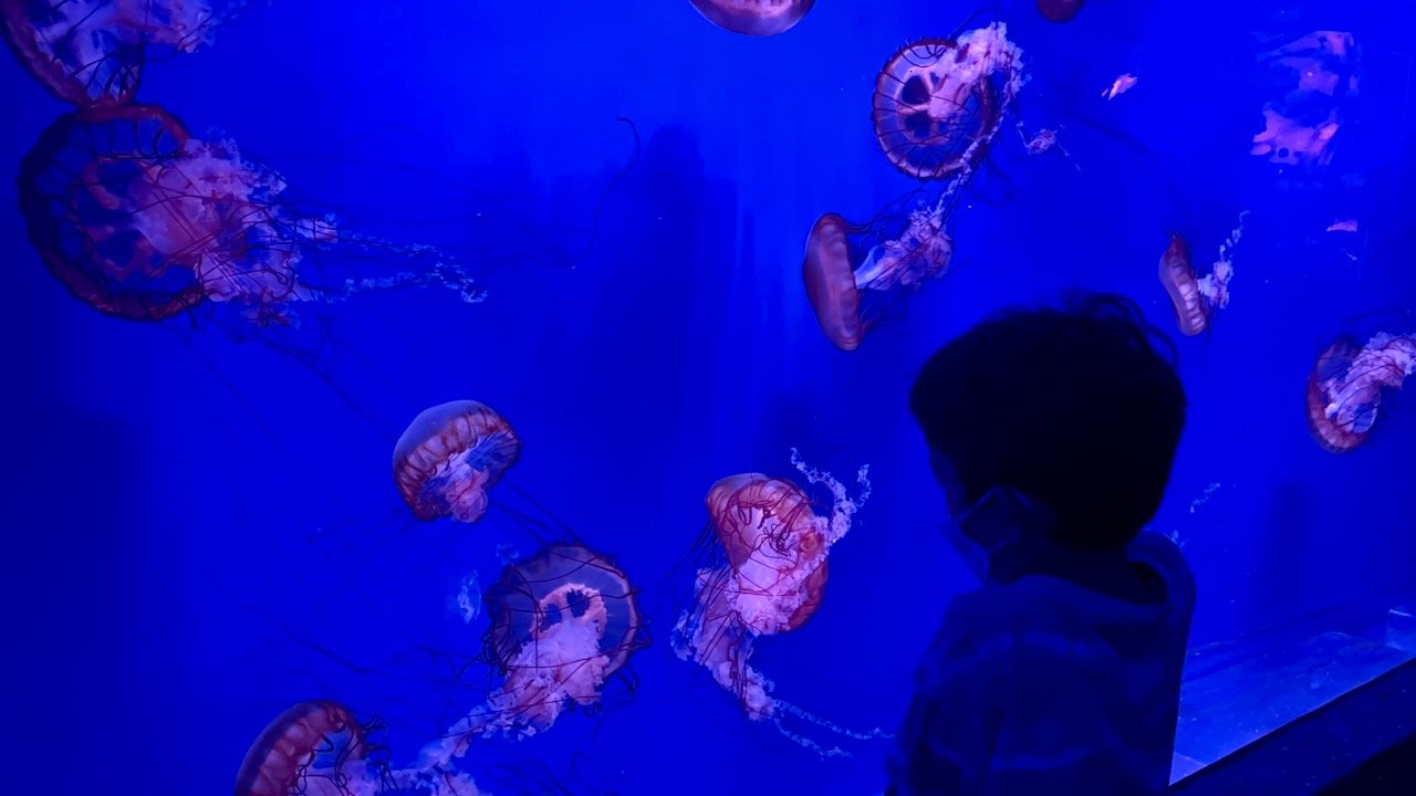 There's a nice jellyfish zone, which is new since we last went.