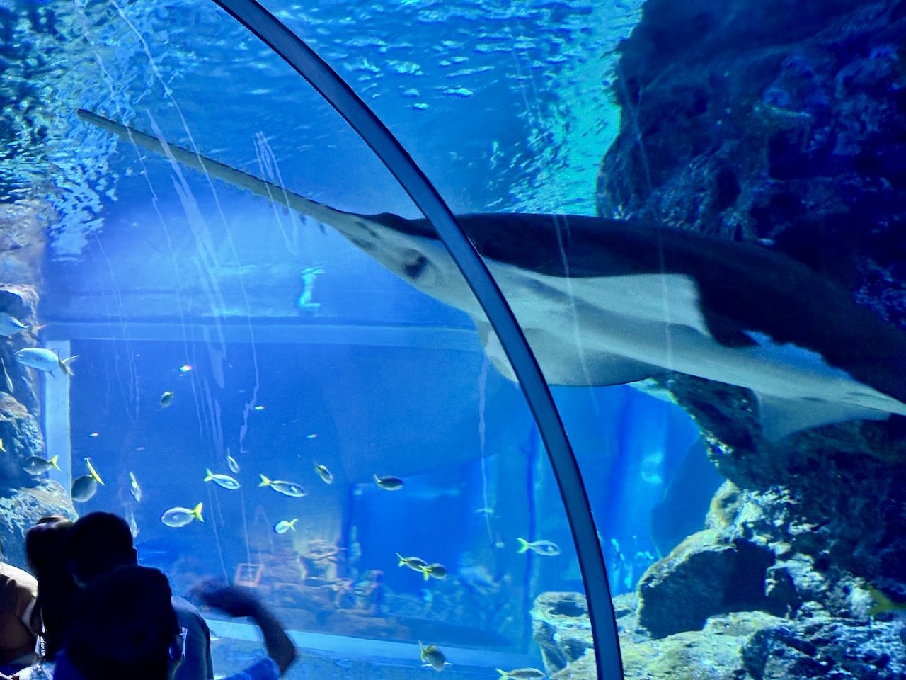 The Sawfish (a.k.a. Carpenter Shark) was our favorite.