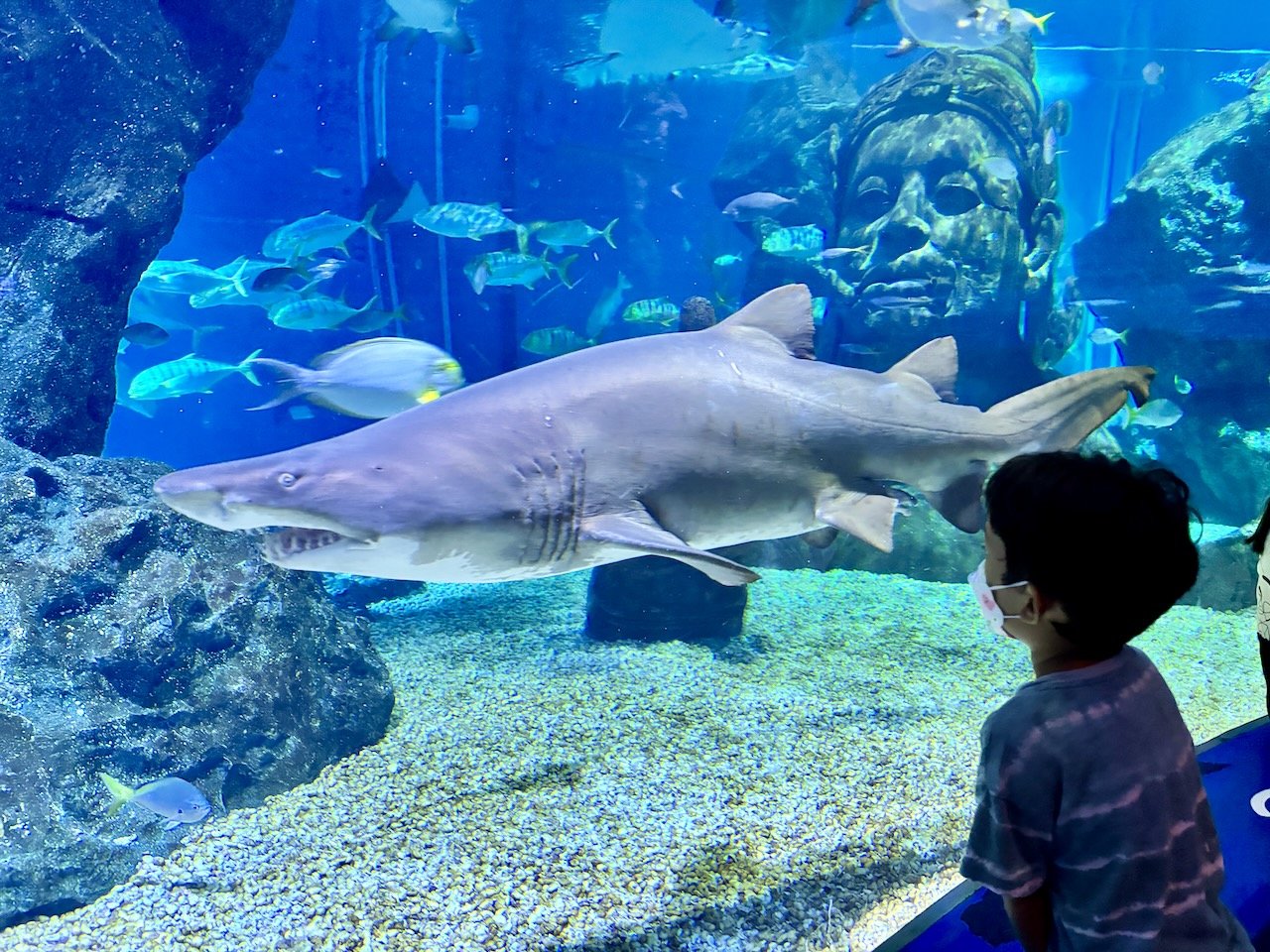 A little bit homely, this shark.