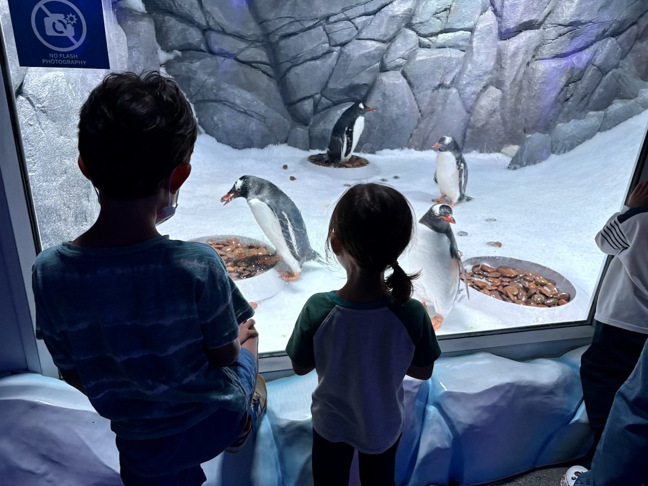 These penguins used to have nice deep water in their enclosure; wonder what happened.