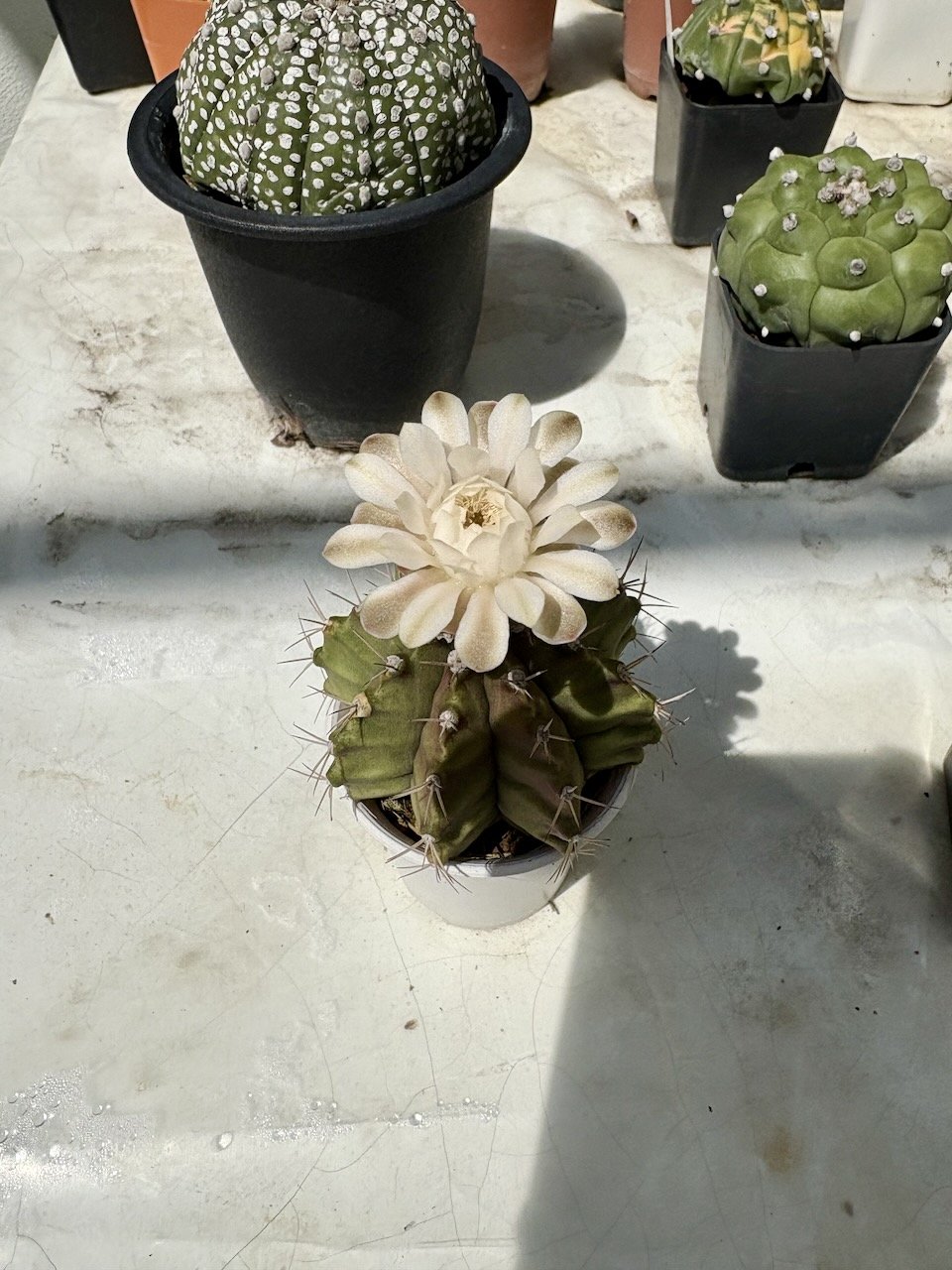 In other news, this spiky cactus is blooming again! These fabulous white flowers stay in bloom for days.