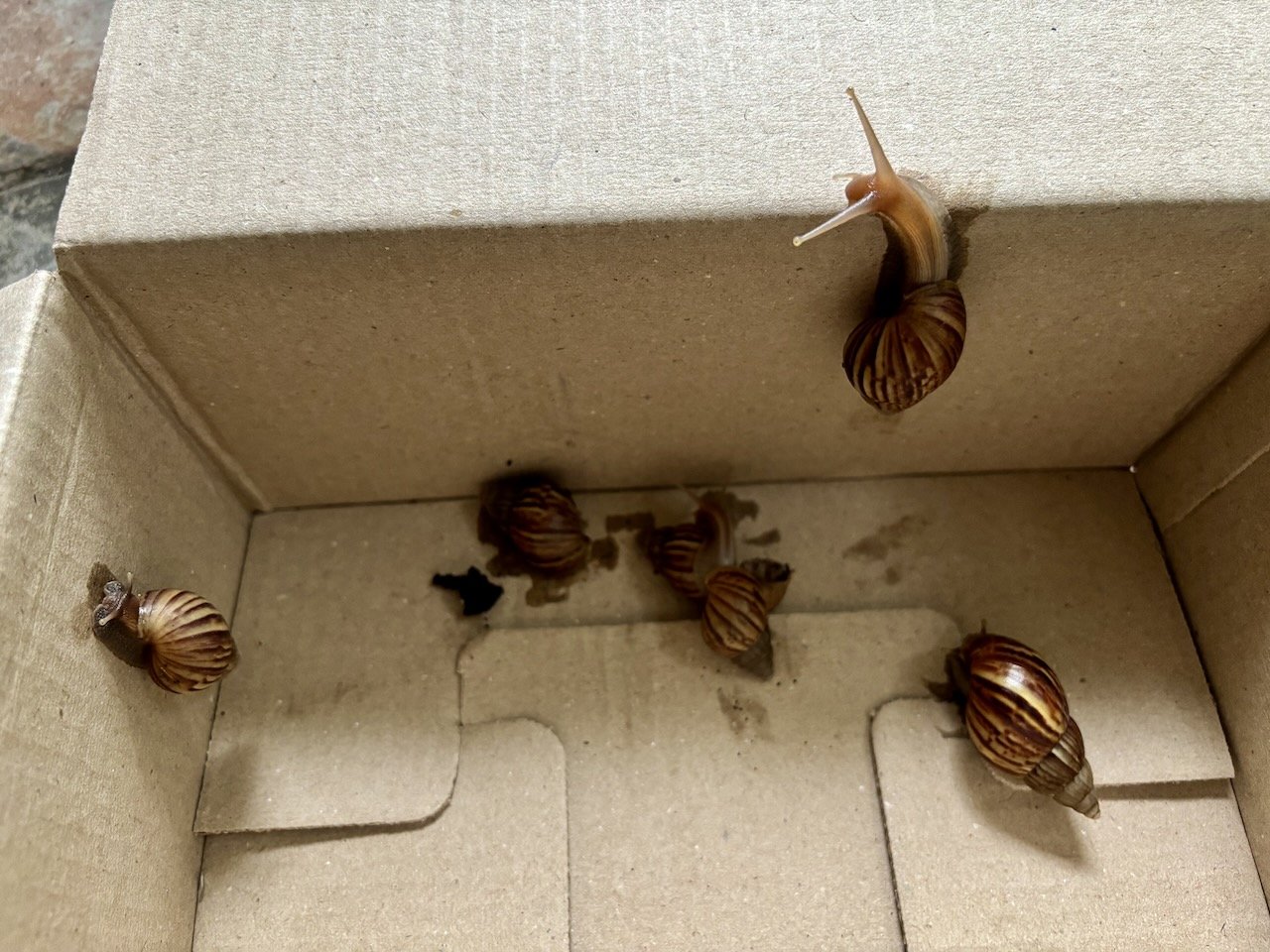 Dad rescued the papayas from these 6 munchers!