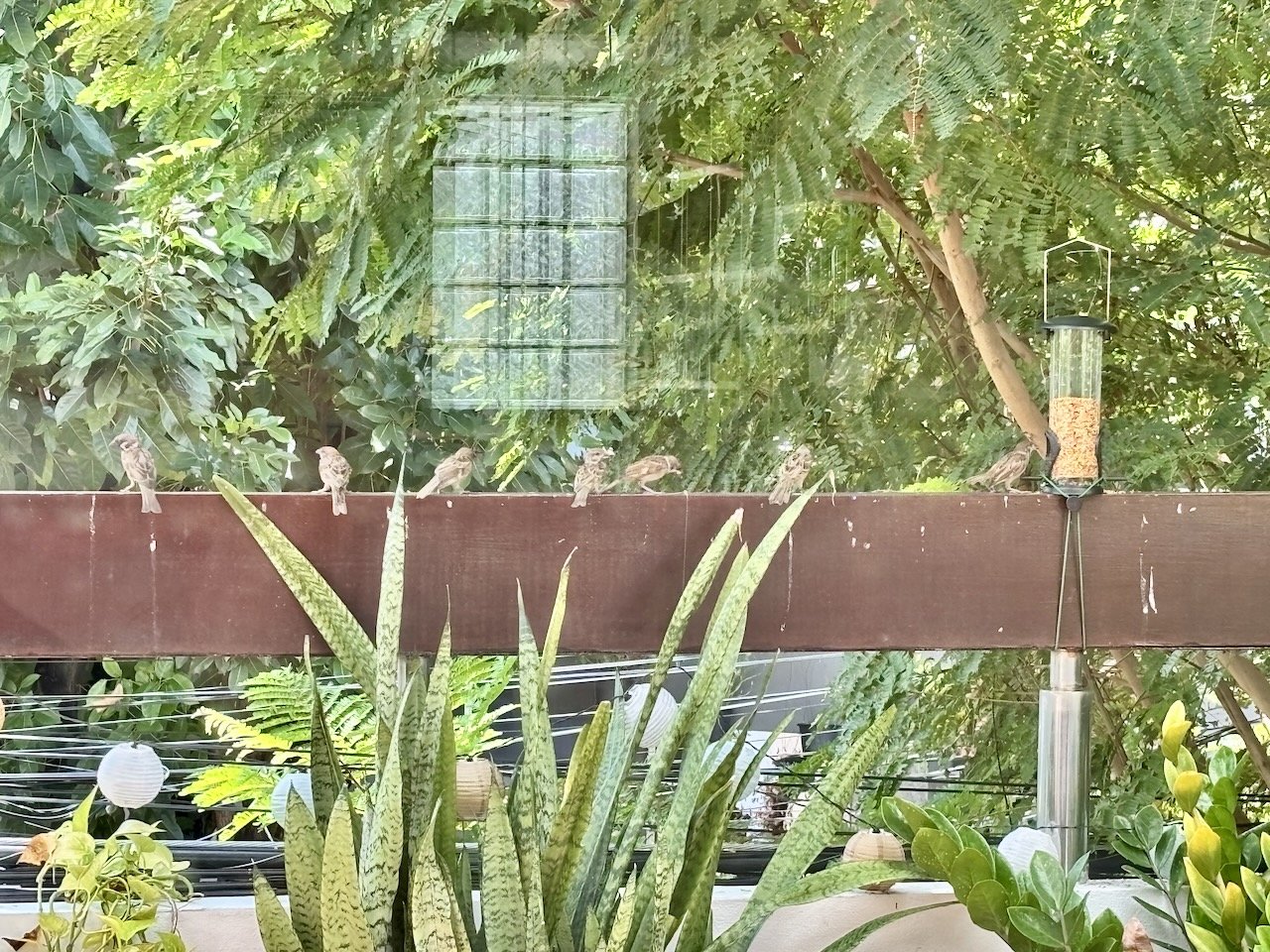 Queueing up for breakfast.