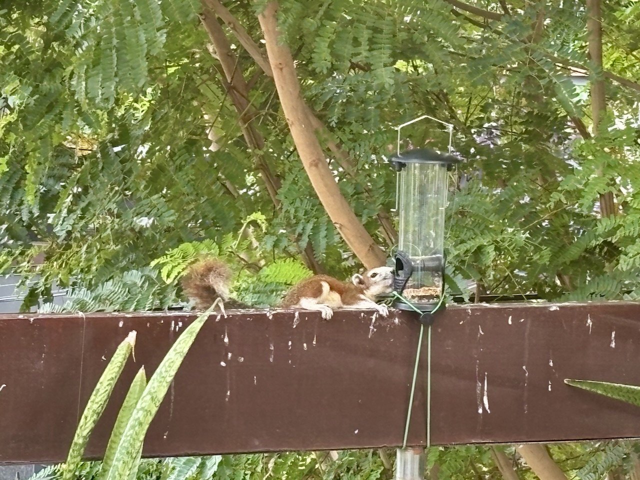 The neighborhood squirrels now queue up as well.