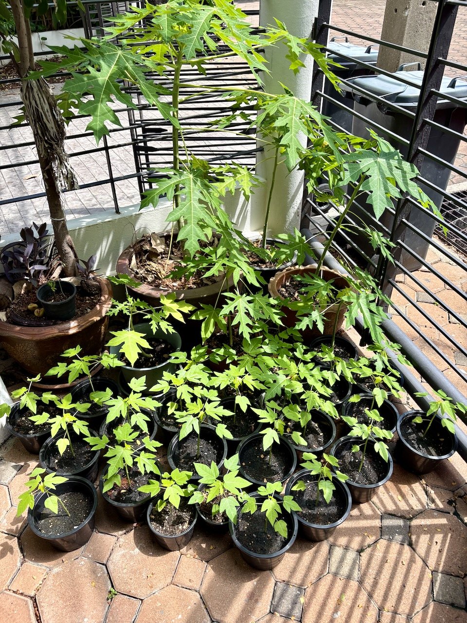 Have I mentioned that we have a papaya problem?