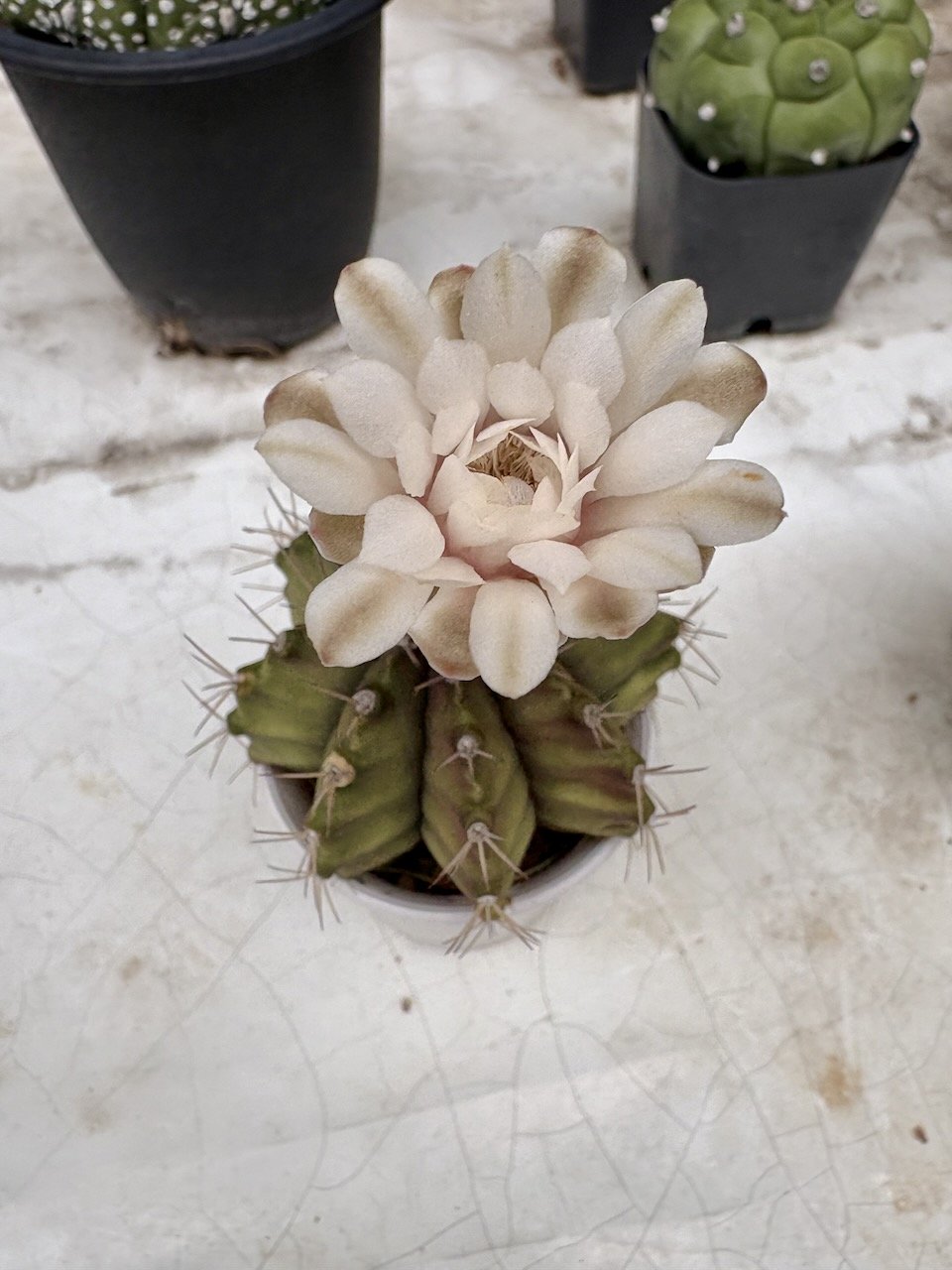 Welcome back! It's Day 5 of the white cactus flower.