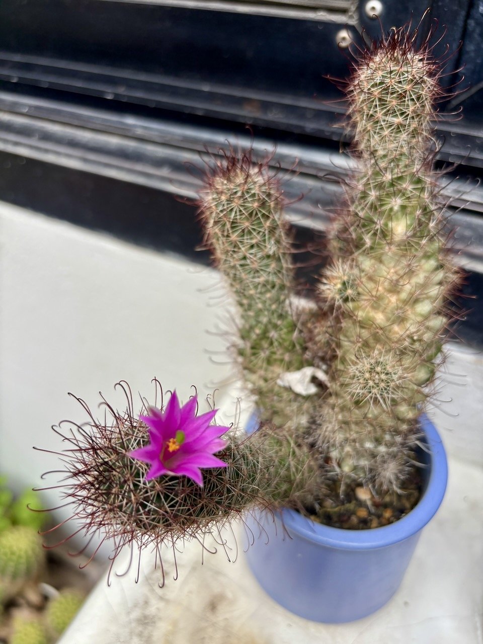 Meanwhile, the little purple cactus flower is still blooming.