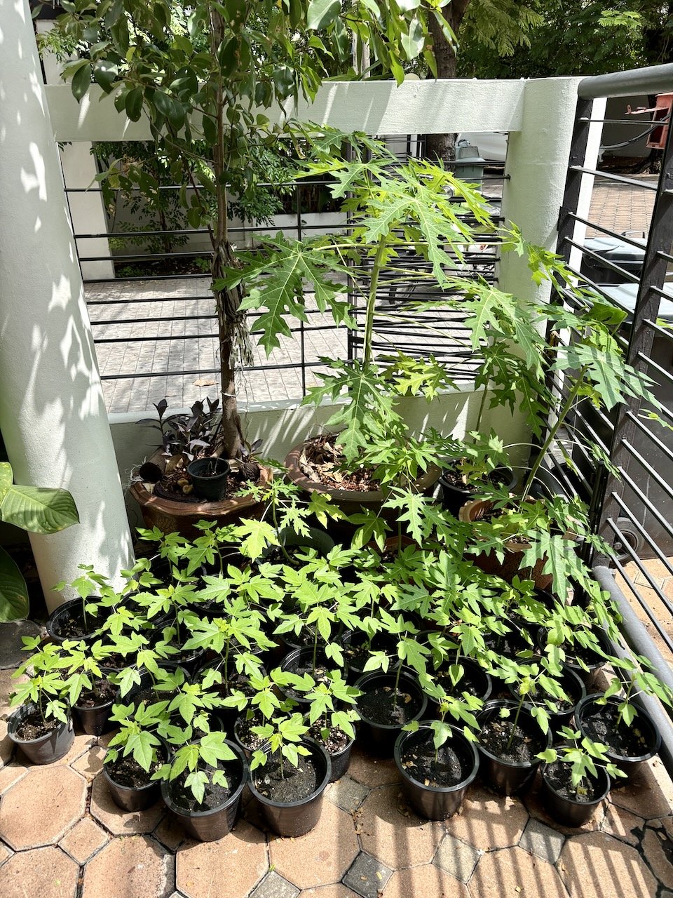 Have we mentioned that we have a papaya problem?