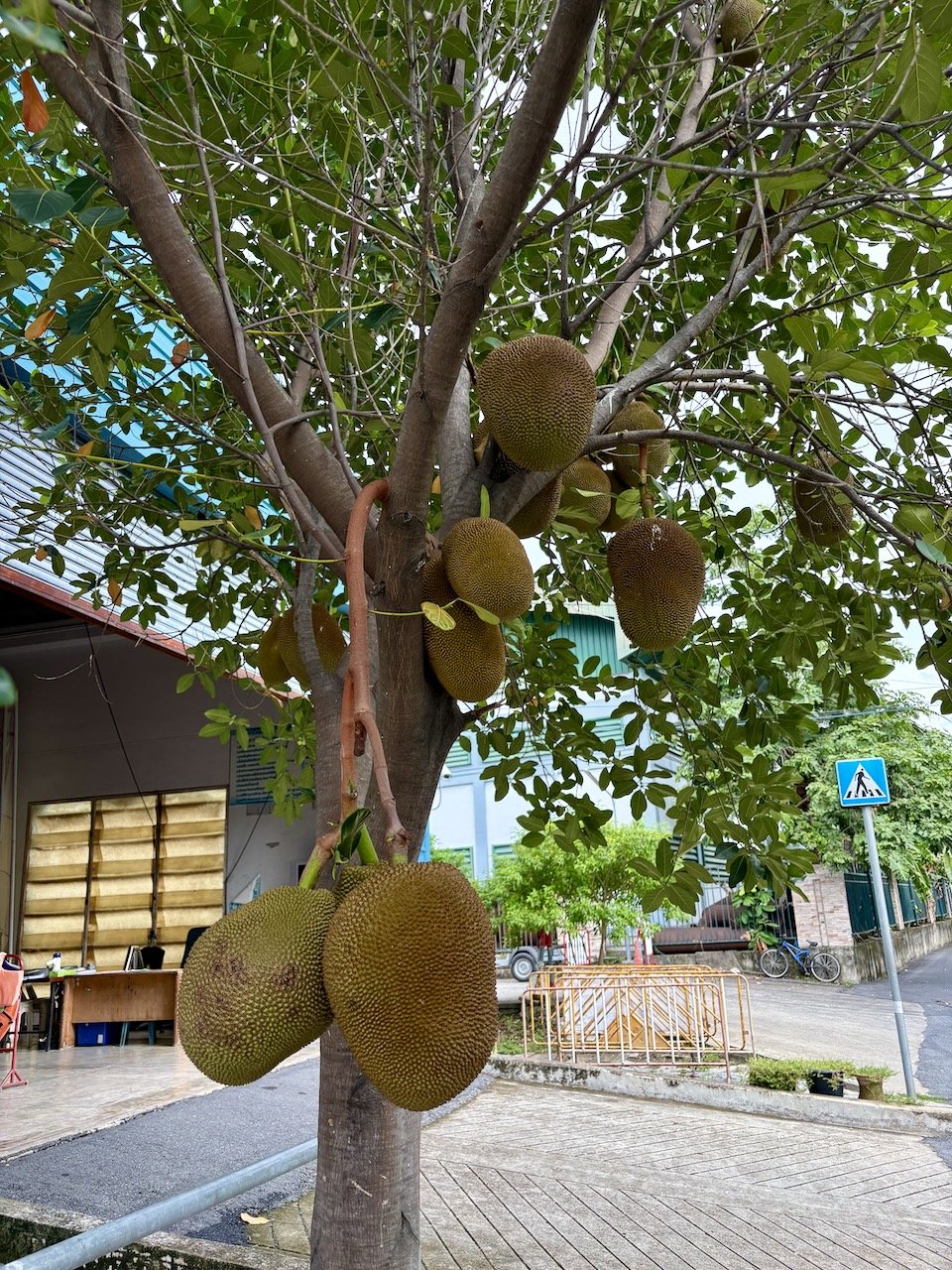 What a healthy jackfruit tree!
