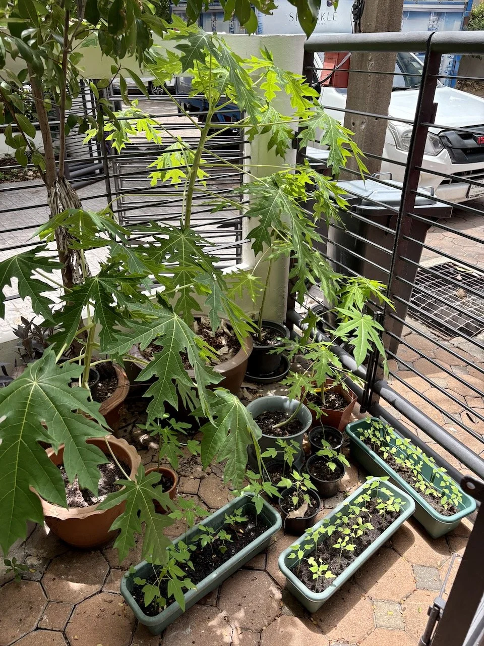 Still have a good number of papayas left - how did that happen?