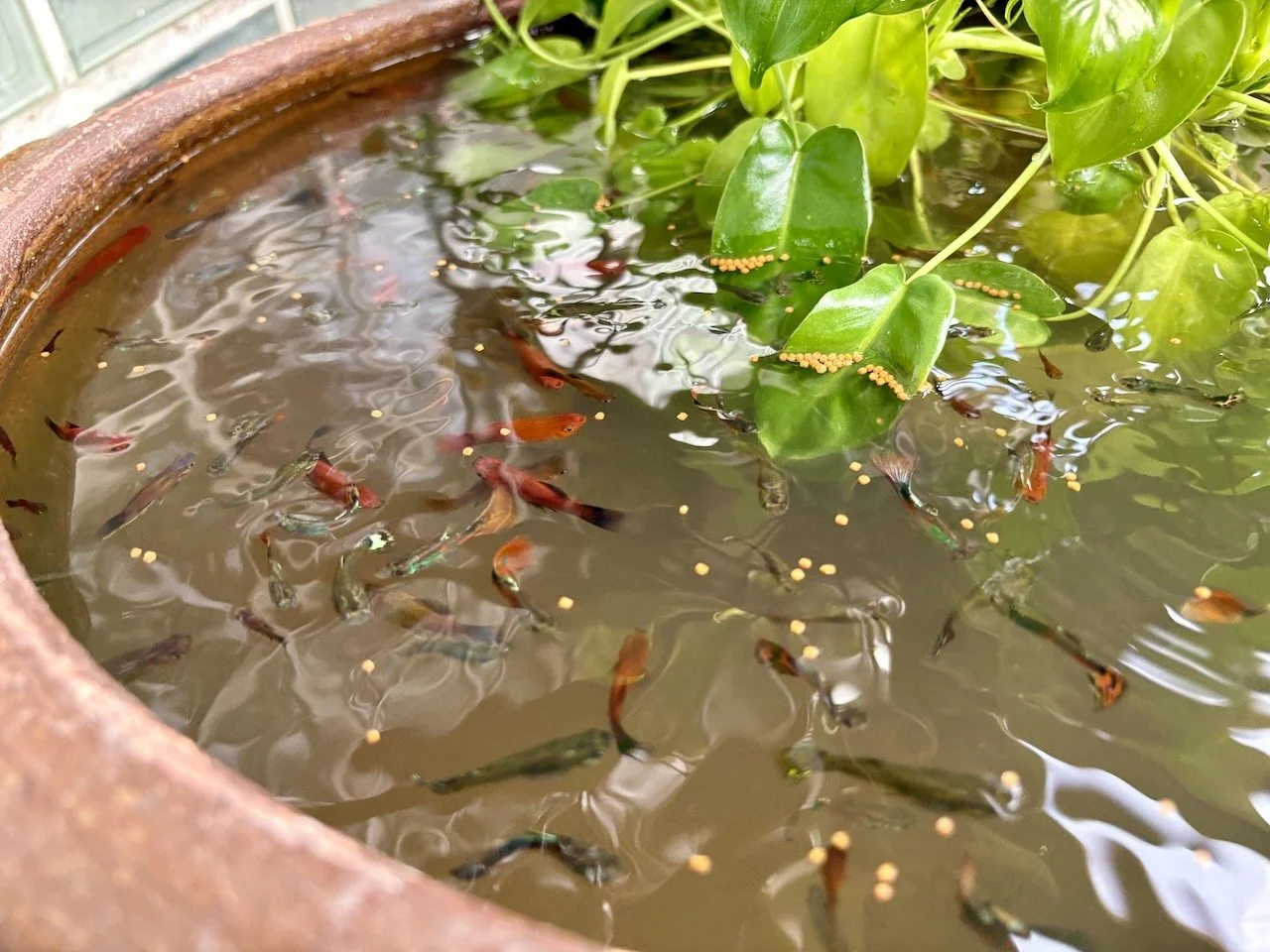 The fish are doing well!