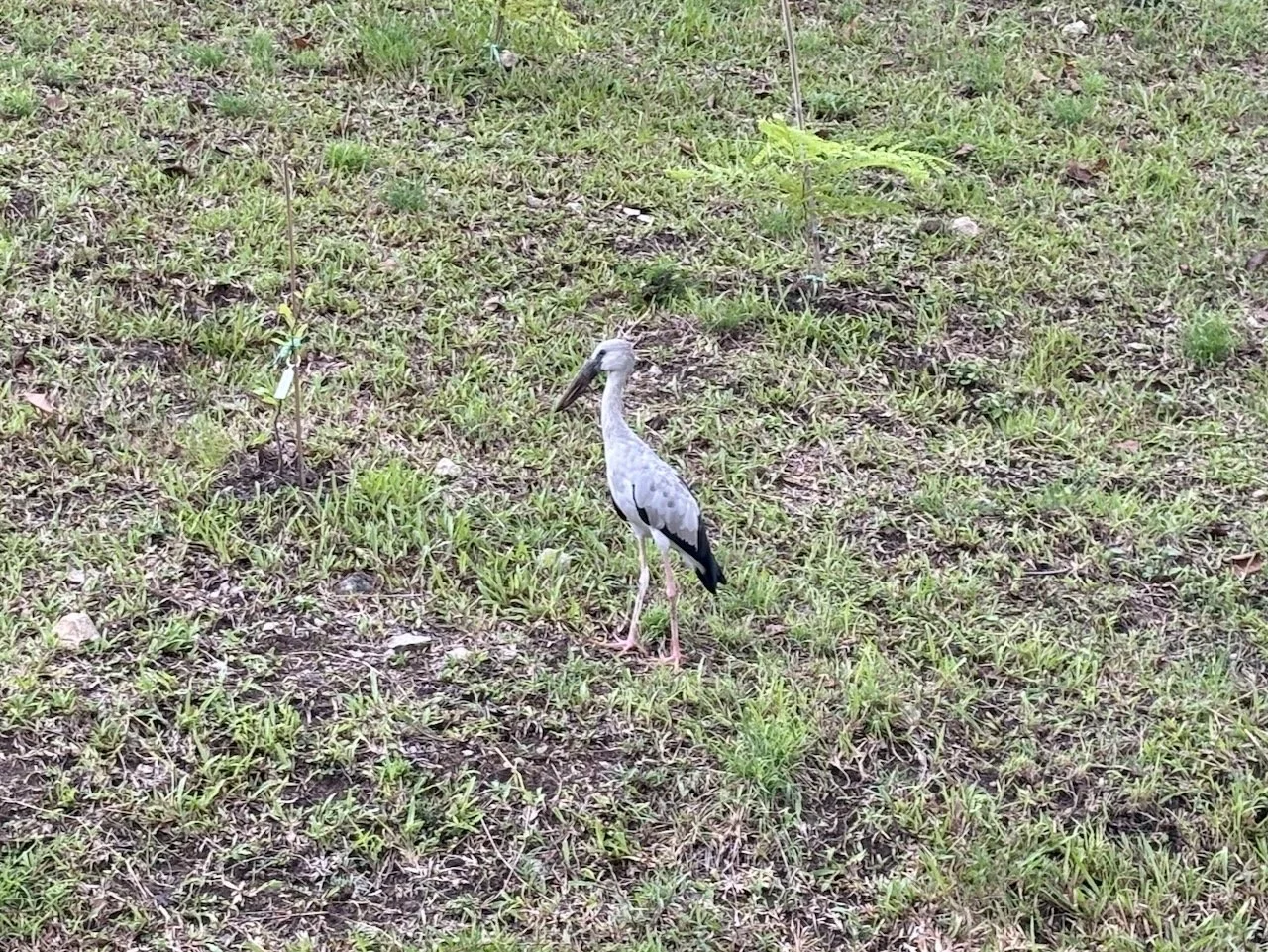 Wildlife in downtown Bangkok.