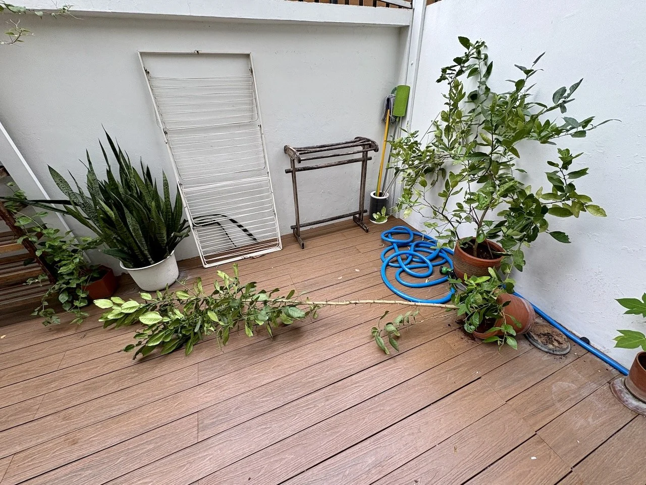 Uh oh! Strong winds knocked over the tallest of the pomelo trees.