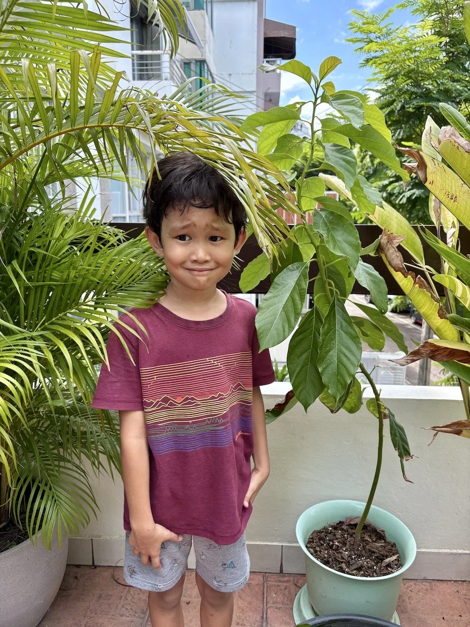 The OG avocado is doing well now - rather snake-like.