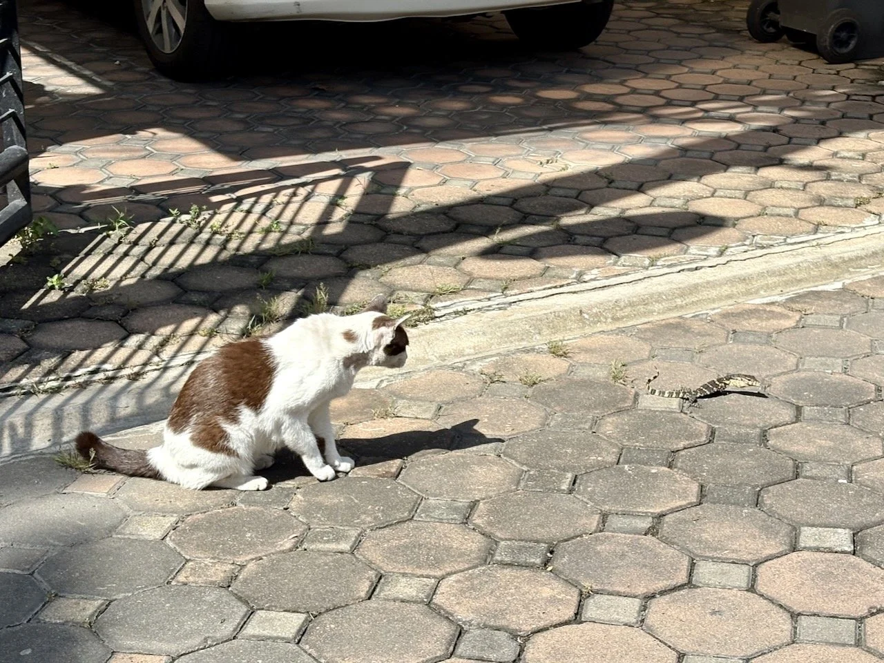 Spotted on our way out of the Moo Baan. Is that a baby monitor lizard?