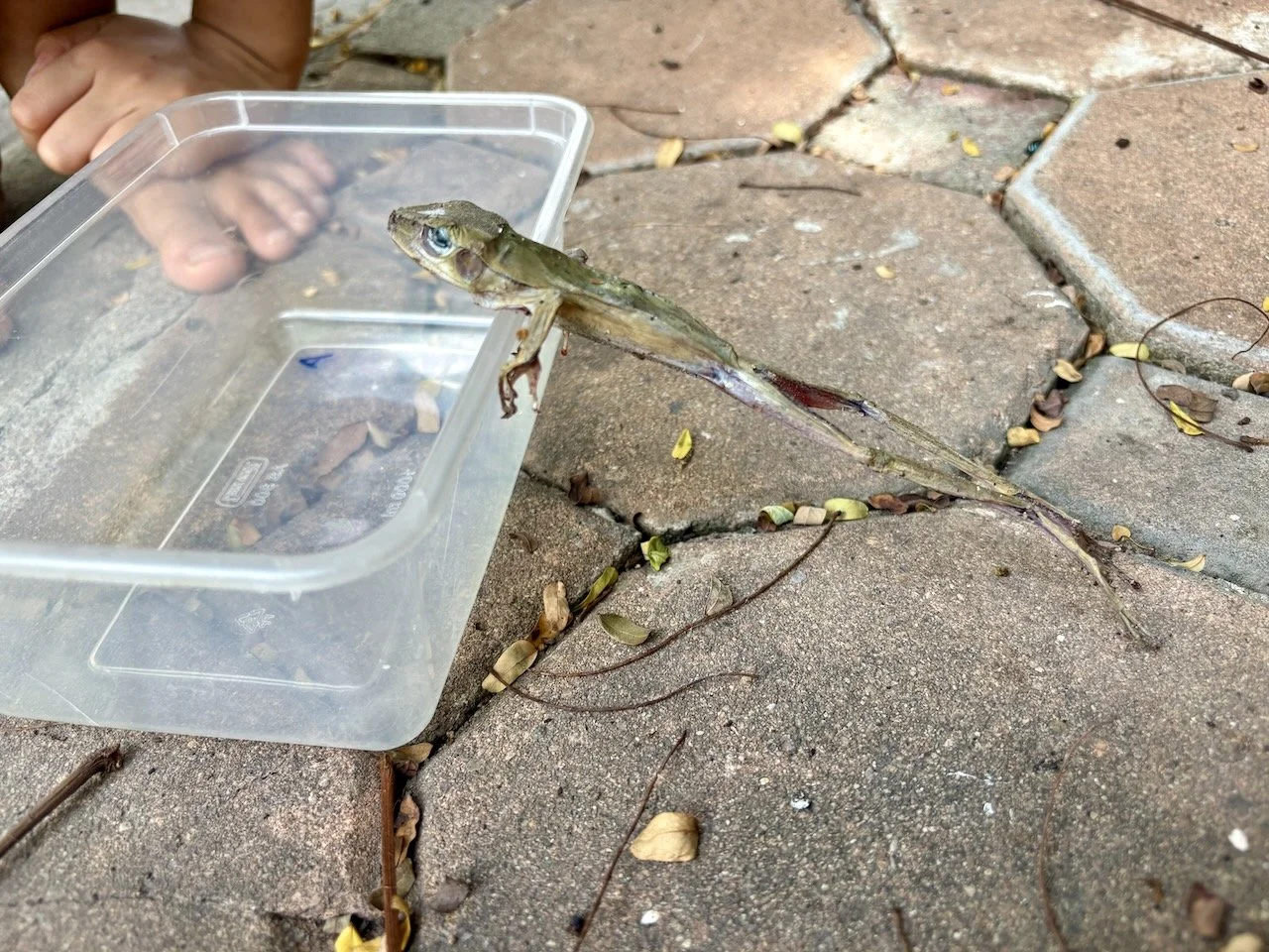 We are very curious to know how it died in this position!