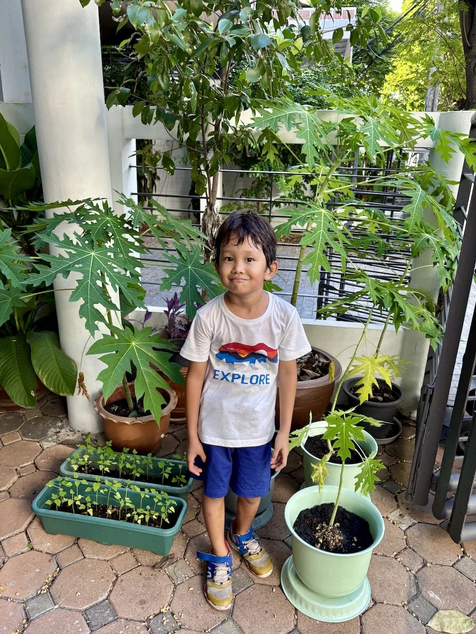 So many papayas are taller than this boy now.