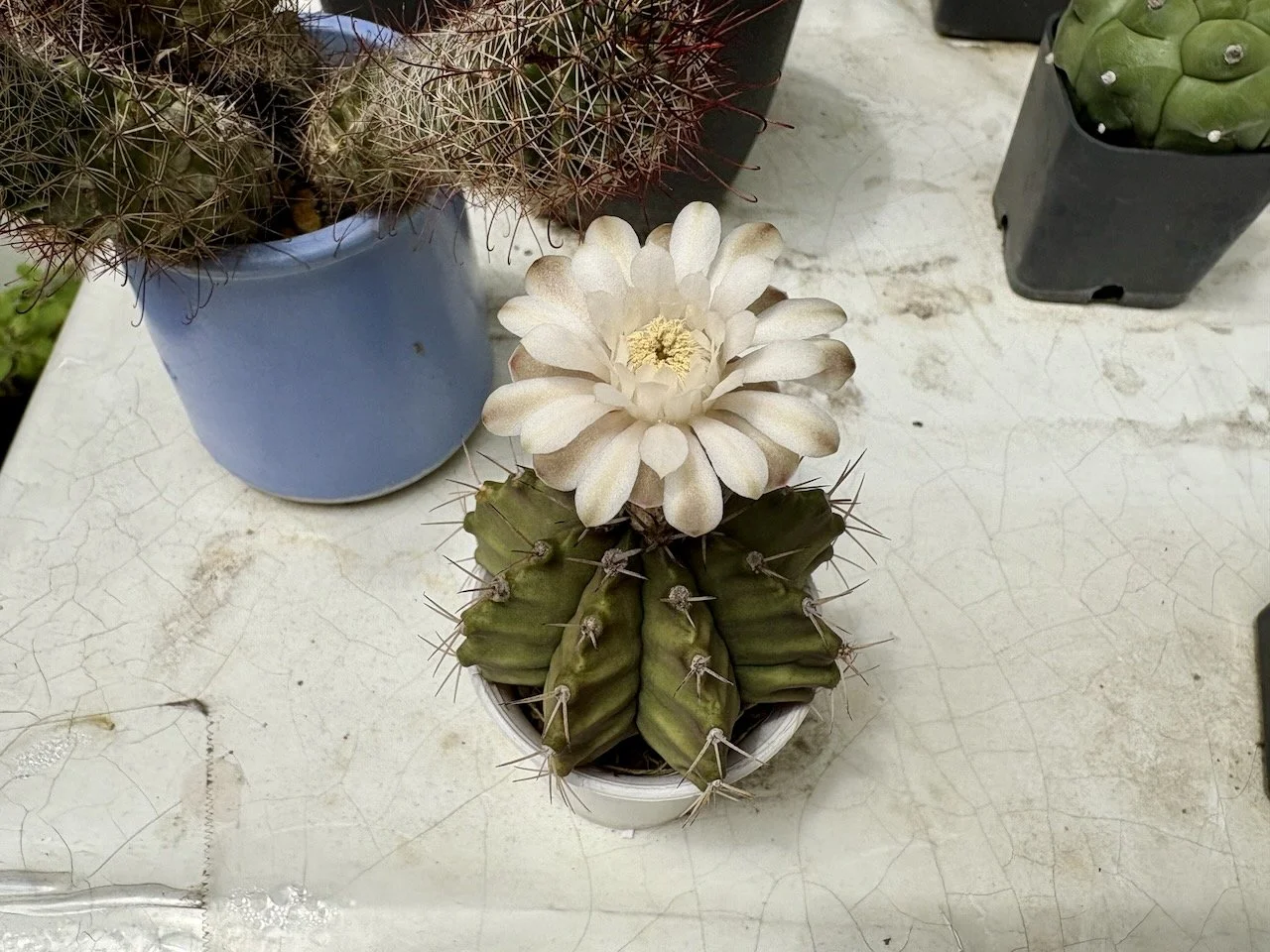 The prickly cactus is blooming again! But this looks like it might be the last flower for a while.