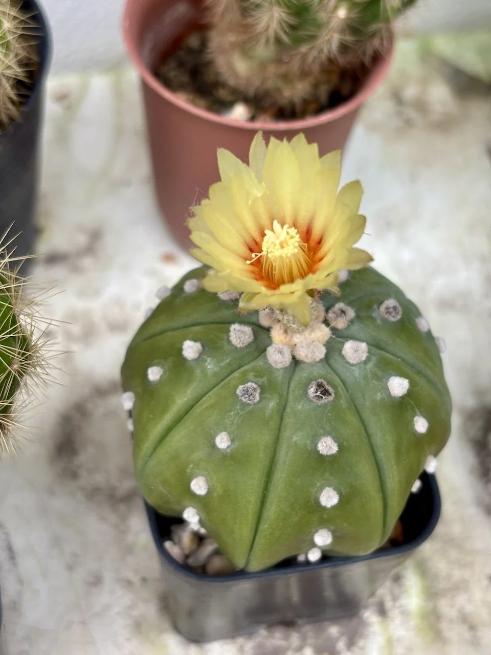 This guy hasn't bloomed in ages.