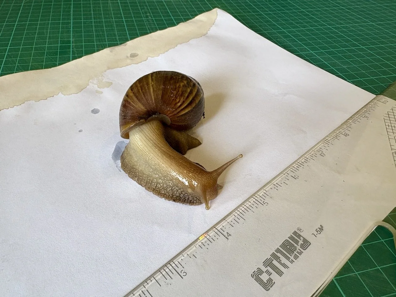 Even though we happened to have a ruler on hand, it doesn't do justice to the size of this snail.