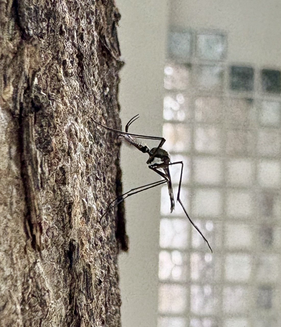 You can't tell from the photo, but this is one *HUGE* mosquito. Positively massive. (I thought it was a type of bee.)
