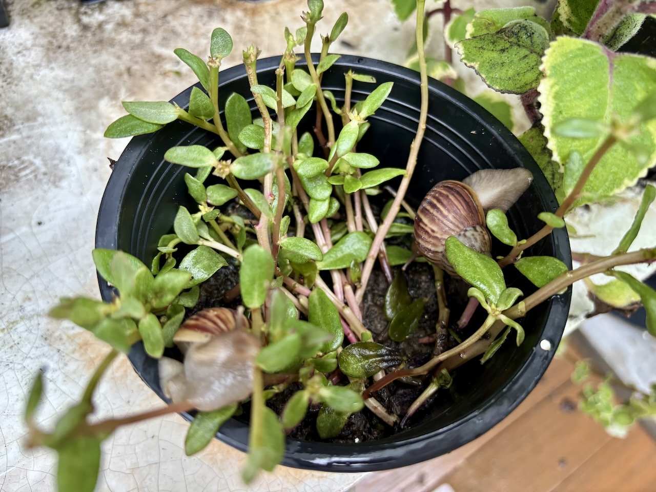 The plant from Arlo's graduation was being munched up by 3 (three!) giant snails one morning.