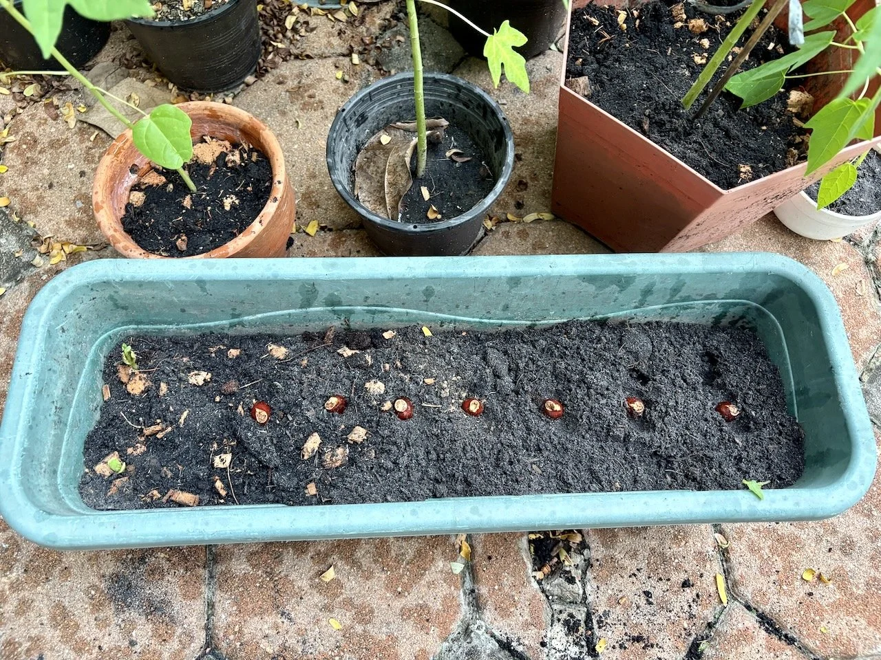 Our next project: lychee seeds. Let's see what, if anything, happens.