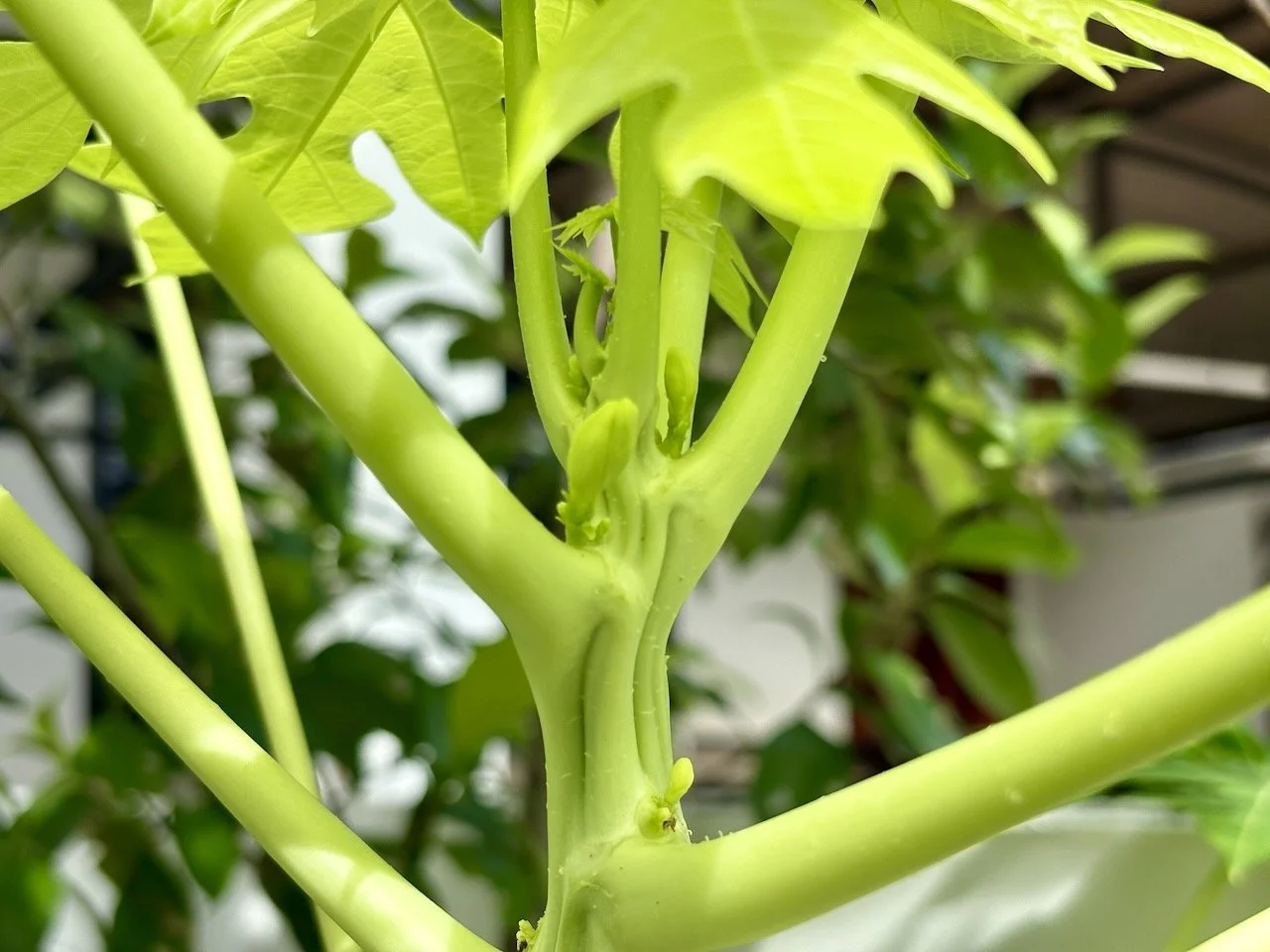 Will any of these little buds turn into fruit?