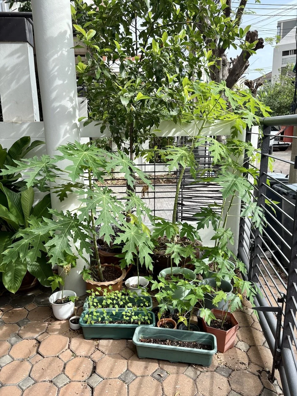 Documenting our Papaya corner to see the change while we're away.