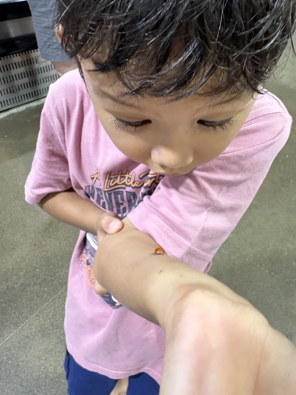 A ladybug landed on Arlo and seemed to enjoy him.