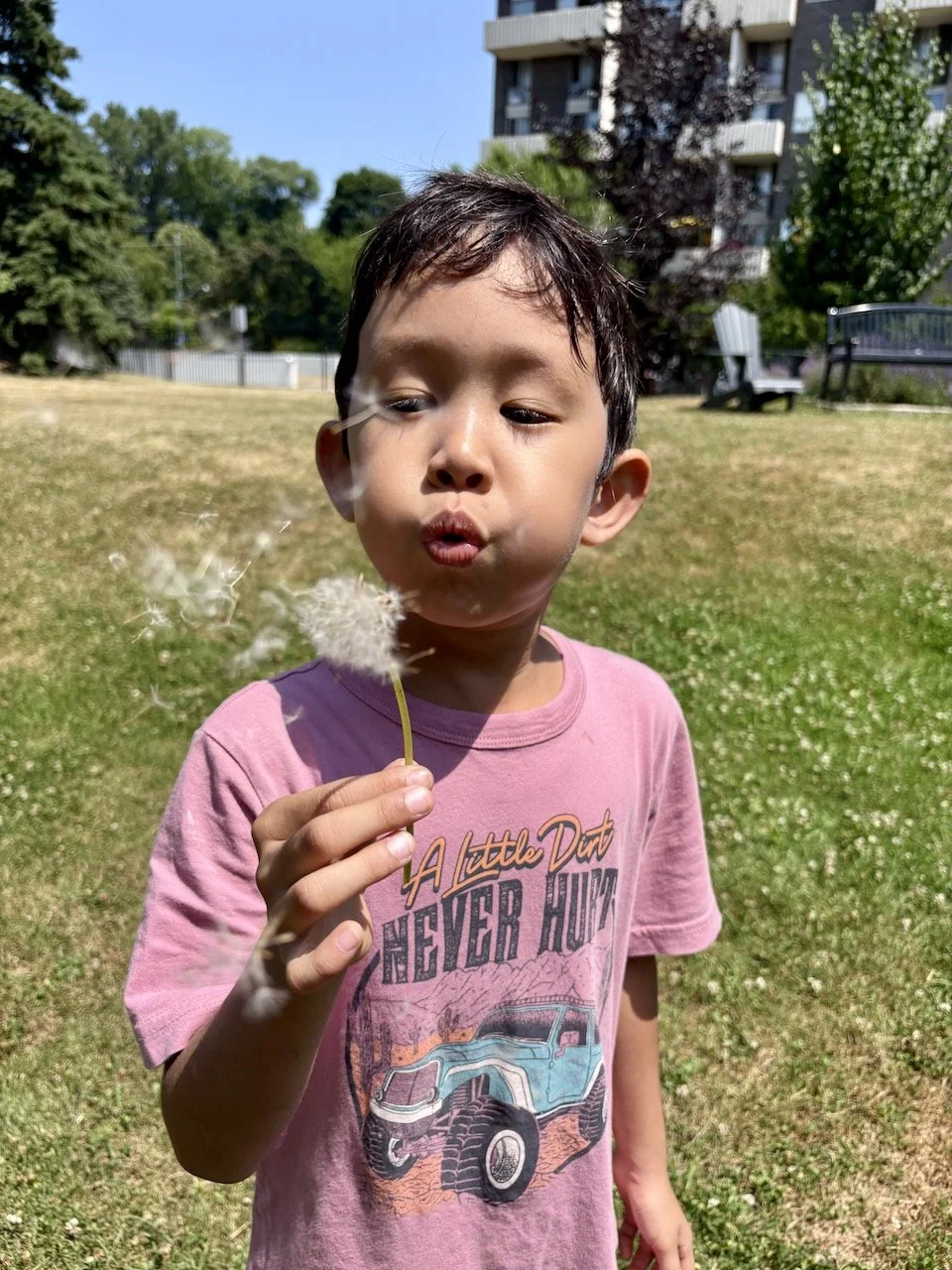 First dandelion - there were fewer ready for blowing this time, because it was a month earlier.