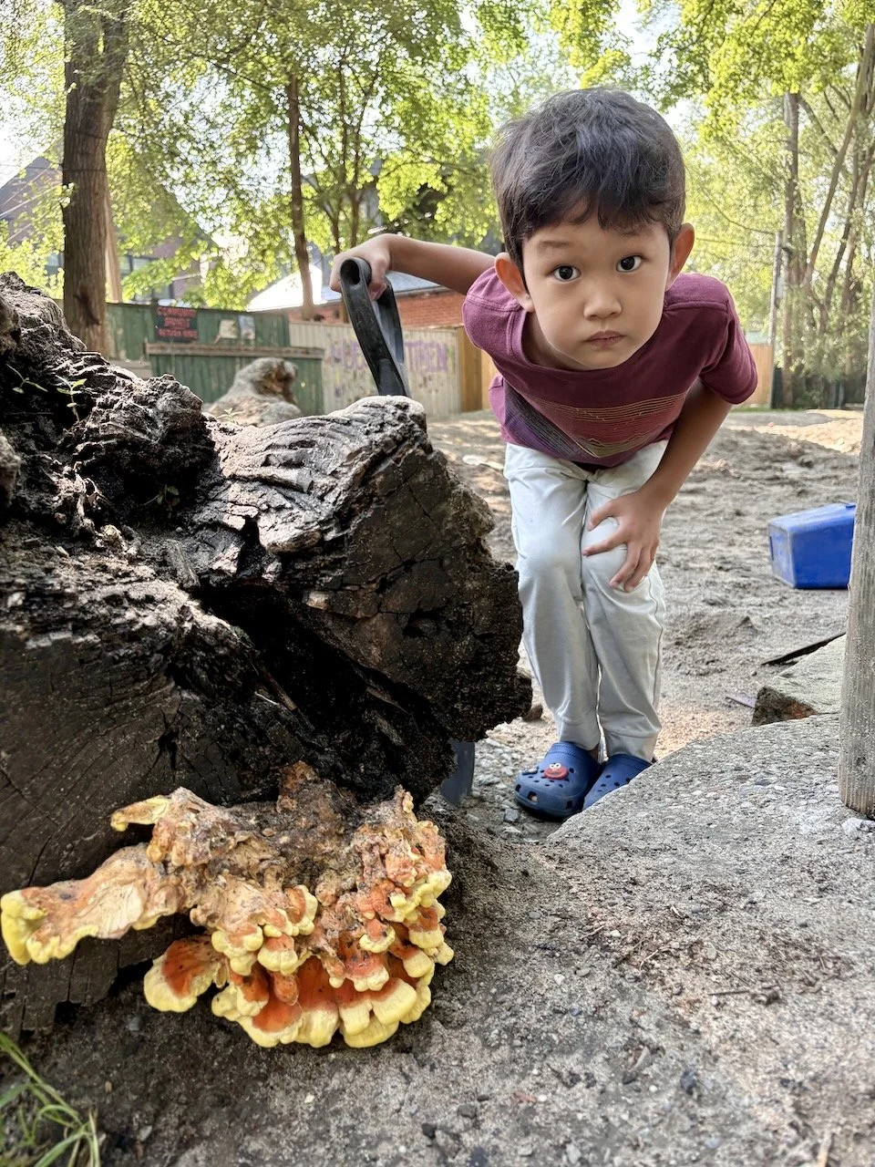 We also found this *giant* yellow mushroom - very exciting for Arlo!