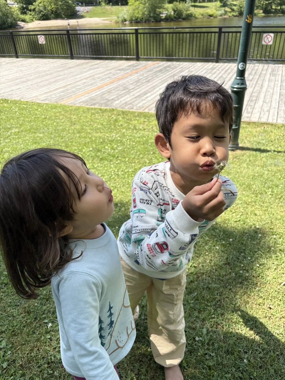 Another dandelion opportunity.