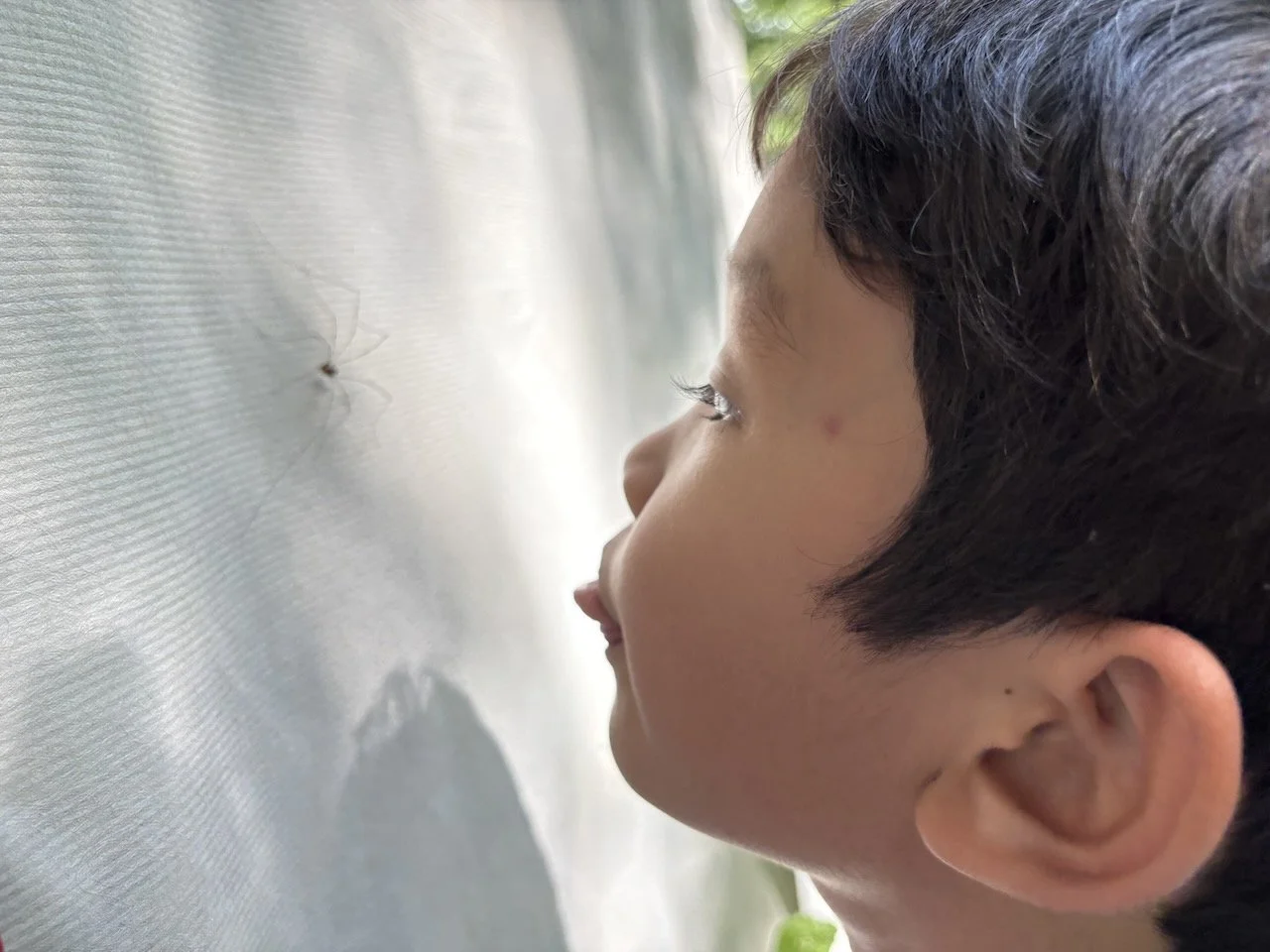First encounter with a Daddy Long Legs.