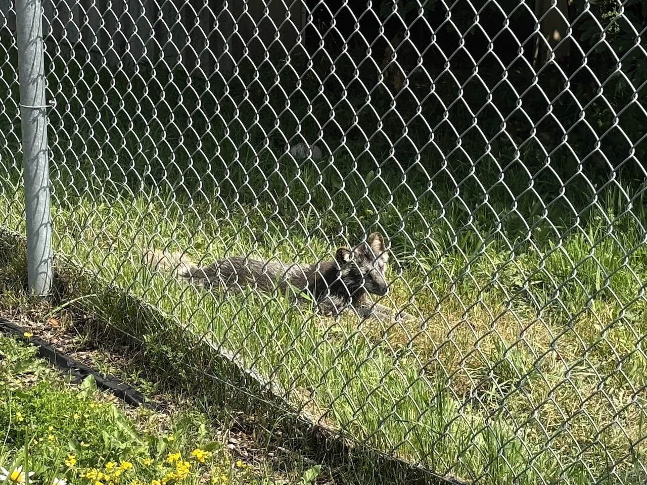 ... but we did glimpse a bear and this silver fox.
