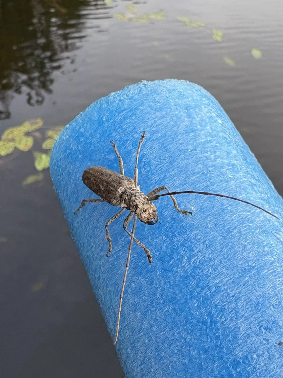 We rescued this fellow from the water. What is (s)he?