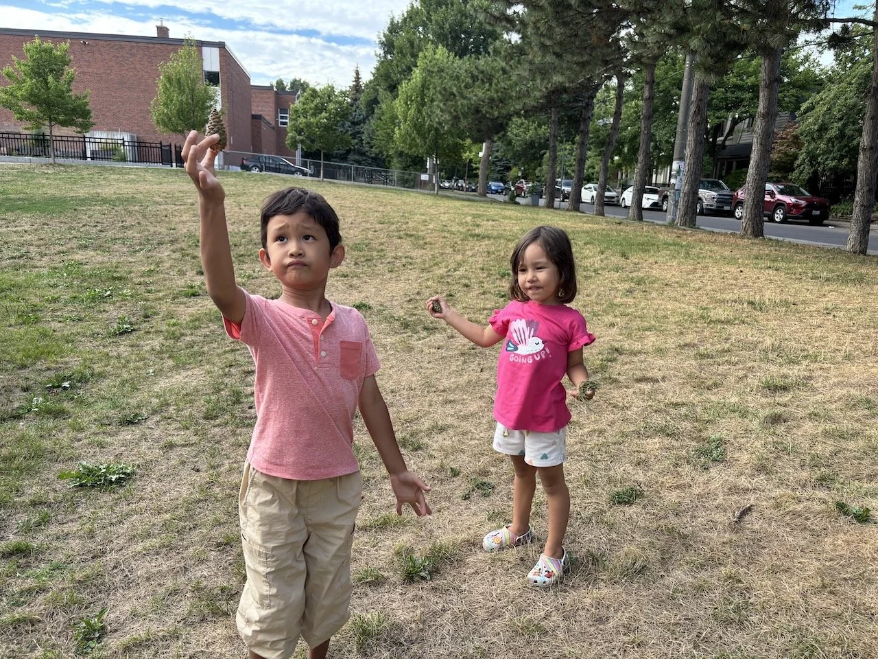 A quick search for pine cones back in Toronto...