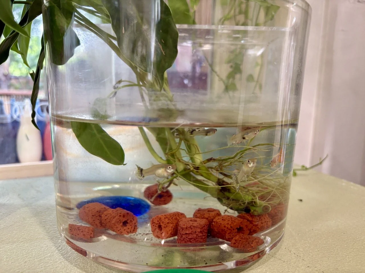 The fish are alive and well!